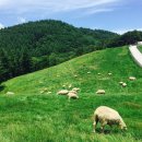 대관령관광안내소 이미지