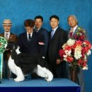 네발로 코리아 이미지