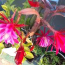 GS25 역삼대홍점 이미지