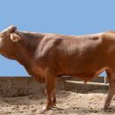 설국농장 이미지