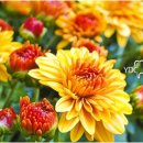 예일치과 이미지