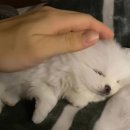 아기강아지 이미지