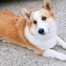 지리산하늘과바람과별과개 이미지