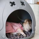 나리펫살롱 이미지