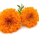 메리골드 이미지