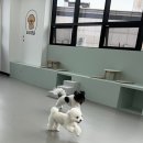 퍼피댕글 이미지