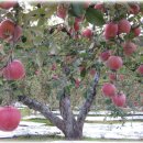 광덕농원 이미지