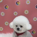 펫마켓 서구점 이미지