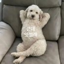 조은치킨호프 | 2월 일상 레스고 - *