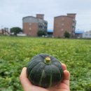 제주 미니밤호박(보우짱) 로얄과 저렴하게 판매합니다 ! 👍 5kg : 2만3천원,10kg : 3만9천원 🎃 배송비포함 이미지