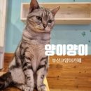 캣츠앤미 이미지