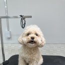 푸숑푸숑 | 첫방문 푸숑 요미 스포팅컷 후기｜사랑스러움이 더 살아난 라오미펫 미용