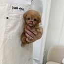 루비켄넬 이미지