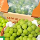 샤인푸릇 네이버블로그