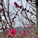 돌배나무집민박 이미지