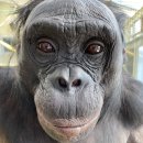 천재 유인원, 보노보 칸지 사망 이미지