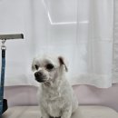 이쁜멍멍 이미지