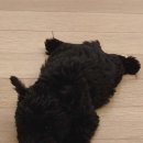 하우하