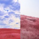 핑크뮬리 이미지