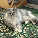 CATS&ME(캣츠 앤 미) | 양산 고양이카페 캣츠앤미 리뷰