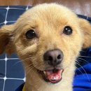 투게더 동물병원 | 송도 강아지 스케일링 병원 추천_투게더동물병원(내돈내산)