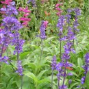 블루세이지 이미지