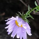 금강초롱 이미지