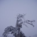 태백산(1,566m) 눈꽃산행 이미지