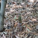 두마리 토끼를 잡을랑께 이미지