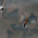 소금쟁이 이미지