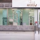 고양이미용 우다다냥 이미지