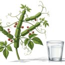 시서스 다이어트 효능과 부작용, 올바른 복용법 이미지