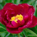 peony