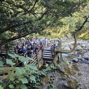 제주 천제연 난대림 이미지