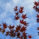 뒷구미 어린이공원 | [NIJD Photo] 동네 단풍, 분당 뒷구미어린이공원 251121