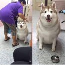 뚱강아지 이미지