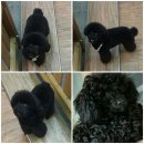 똥강아지 애견샵 이미지