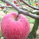 사과, 복숭아, 배롱나무 이미지