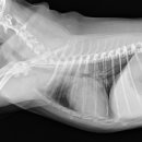 행운동물병원 이미지