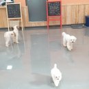 똥깡아지네 이미지