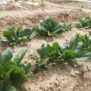 대광농장 이미지