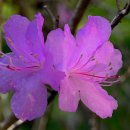 바다의향기 이미지