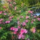 서면 무궁화테마숲 공중화장실 | 길을 걷다 : 원수산 공영주차장-원수산-형제봉-무궁화테마공원-전월산-임난수은행나무-항서바위-숲속...