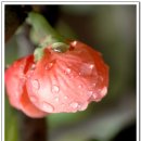 명자나무 꽃 이미지