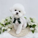 벨몽드펫 이미지