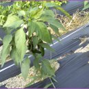 황골농장 이미지