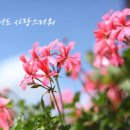 도마초교병설 이미지