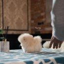 퍼피퍼피 이미지