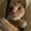 고양이집사 이미지