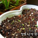 방아나라 이미지